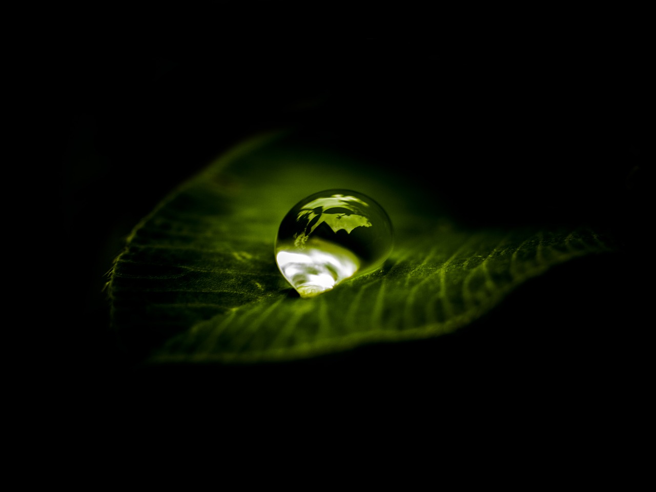 drop of water on leaf